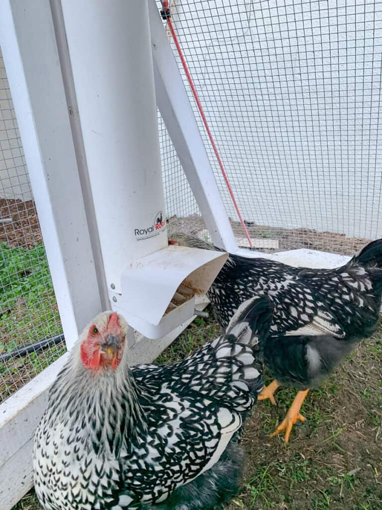 black and white hens near a chicken feeder inside a chicken tractor