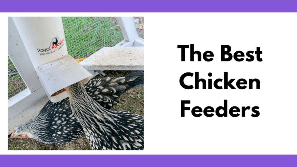 Text reads "the best chicken feeders." To the left of the text box is a photo of 2 chickens, one is sticking it's head into it's chicken feeder, the other is under the feeder which is hung on a vertical post. The chickens are in a chicken tractor coop with hardware cloth on a grassy pasture.