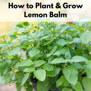 text overlay "how to paltn and grow lemon balm" over a growing lemon balm plant