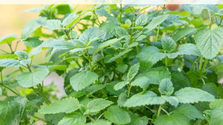 text overlay "how to paltn and grow lemon balm" over a growing lemon balm plant