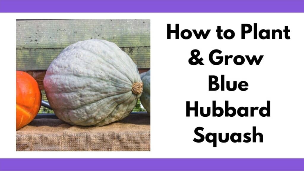 Text "how to plant and grow blue hubbard squash" next to a picture of a picked squash