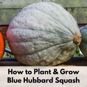 Text overlay "how to plant and grow blue hubbard squash" over an image of a blue hubbard squash