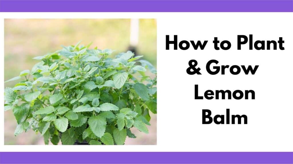 Text "how to plant and grow lemon balm" next to a picture of a lemon balm plant