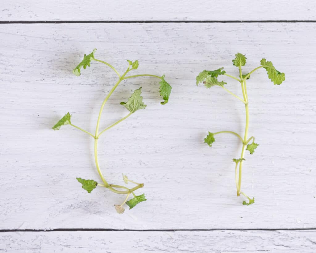 two small lemon balm cuttings on a white wodo surface