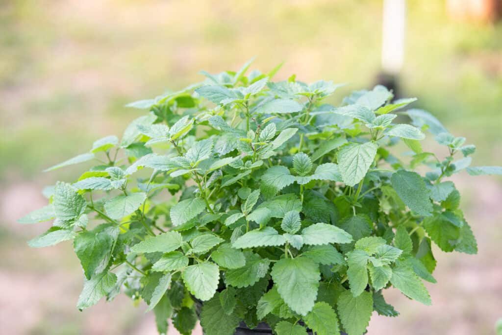 A potted lemon balm plant growing