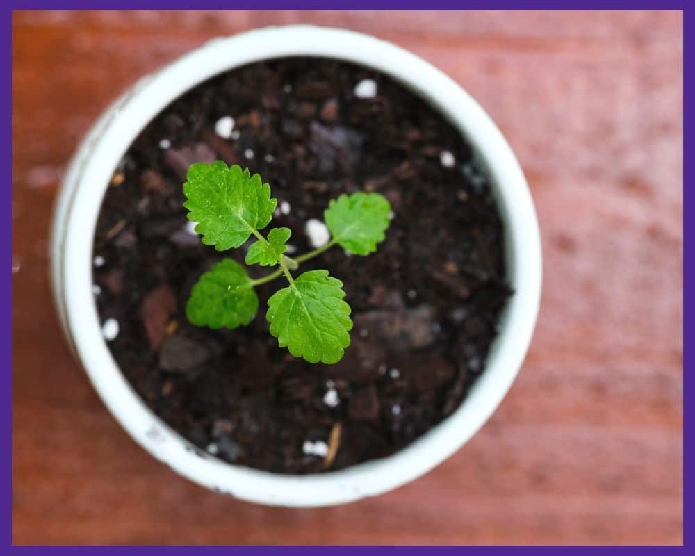 A top down view of a lemon balm seedling in a small white container