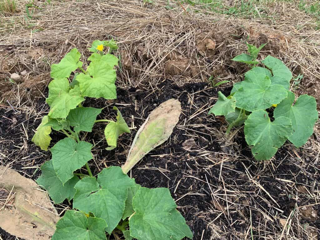 three young cucumber plants growing in the ground