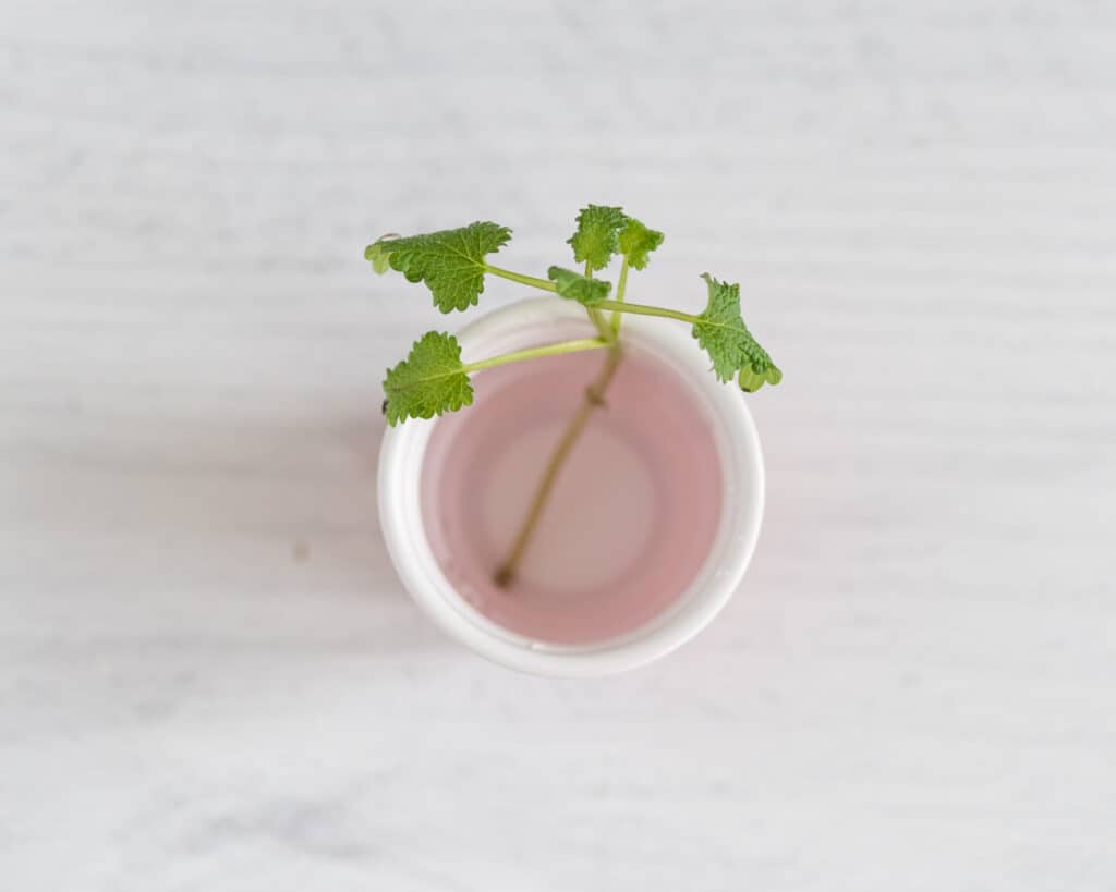 A small lemon balm cutting in a cup of water