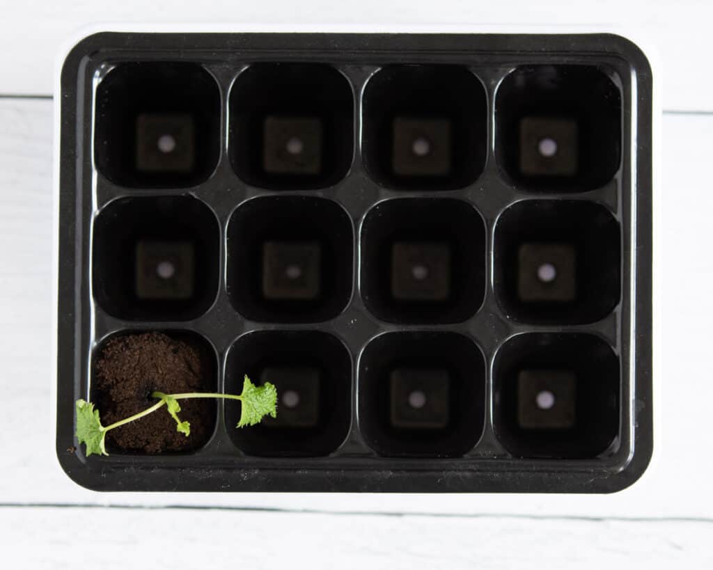 A lemon balm cutting in a root riot hydroponic cube