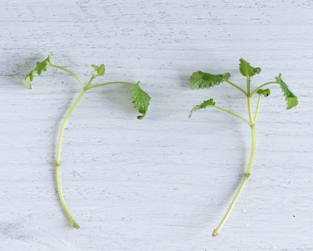 Two lemon balm cuttings with most leaves removed