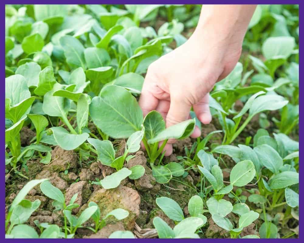 A hand amongst a thickly sown patch of bok choy seedlings growing in the ground.