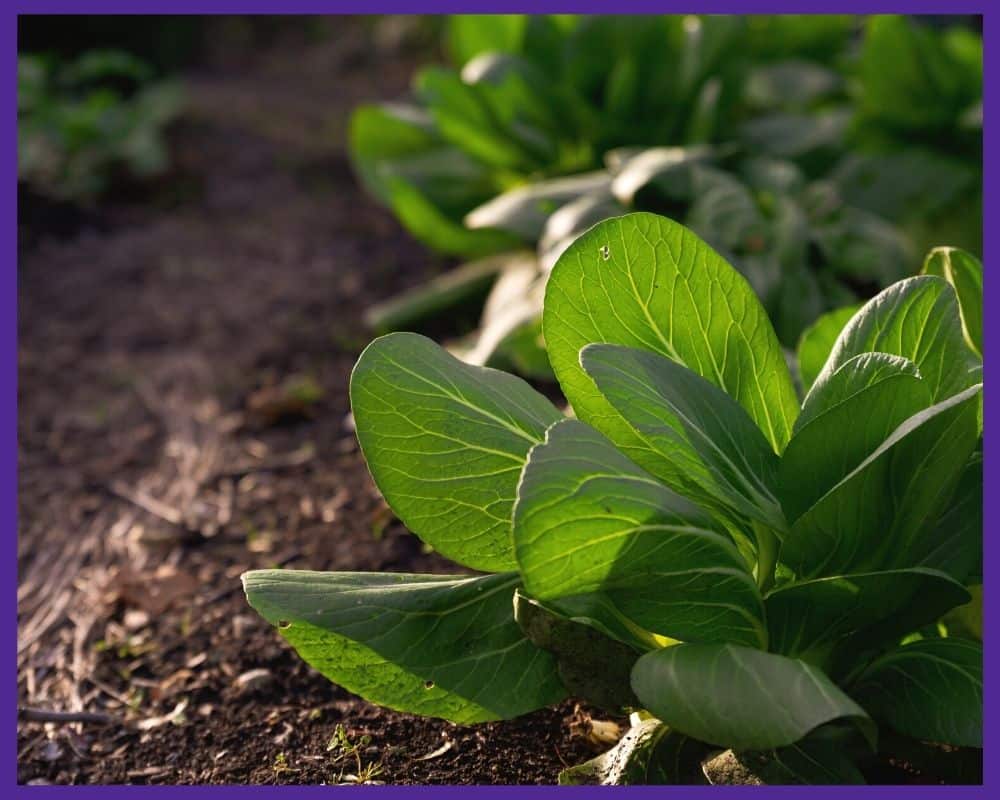 Backlit boy choy growing in a garden