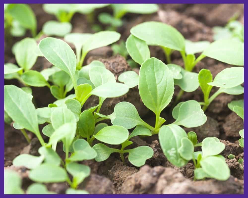 Closely spaced young bok choy seedings 