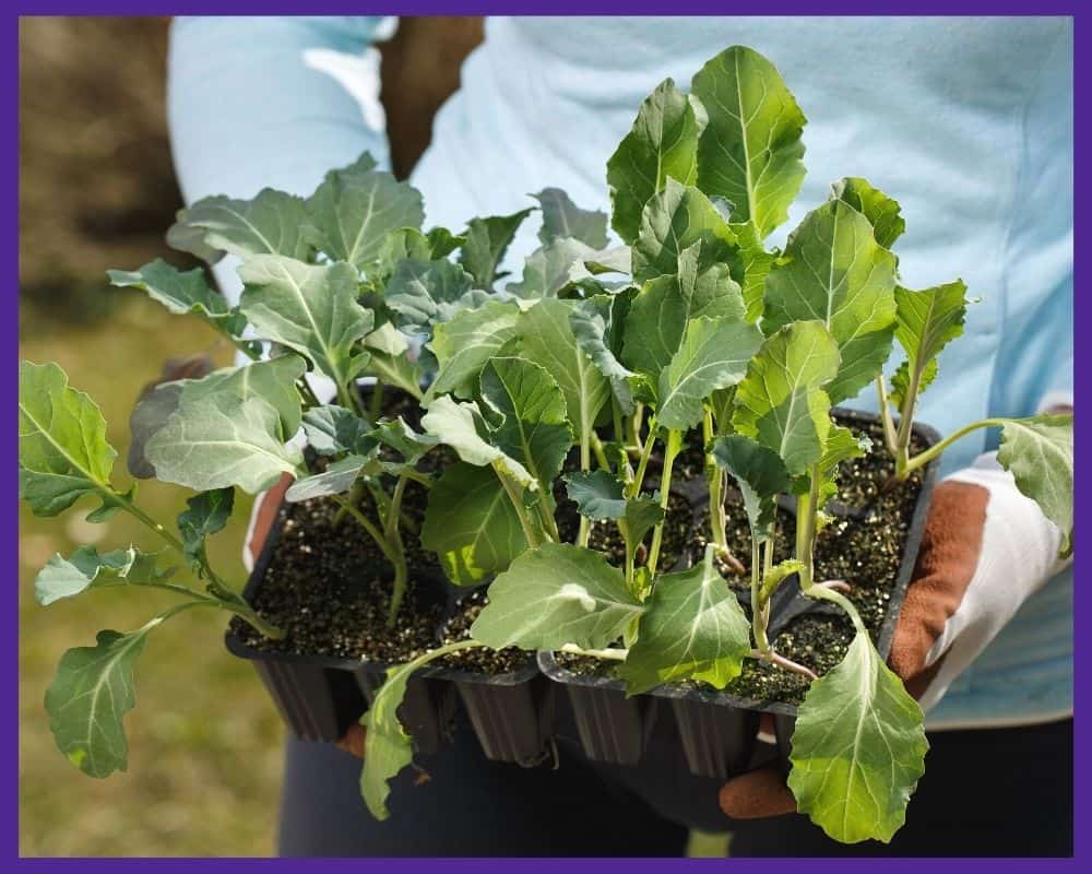 A woman's gloved hands holding a tray of cauliflower seedlings