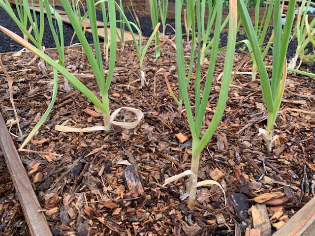 A raised bed with garlic in ramial mulch
