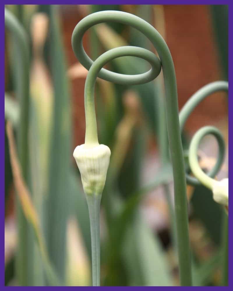A close up image of a curly garlic scrape. It looks like a long, cylindrical stalk that curls at the top with a bulb at the end.