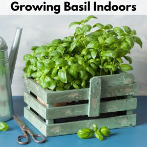 Text overlay "growing basil indoors" over a picture of two small basil plants in a cute wooden crate