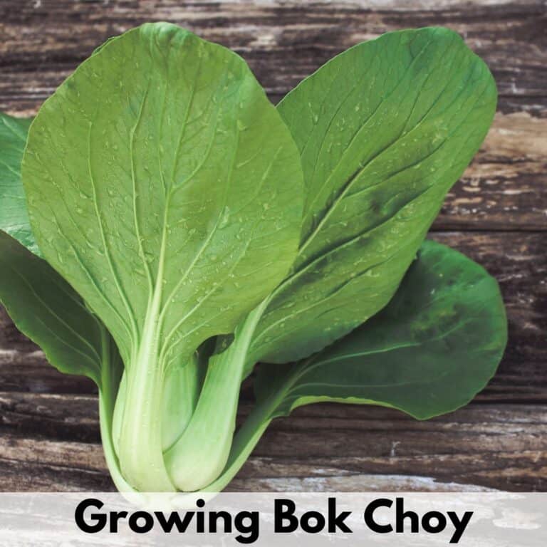 Text overlay "growing bok choy" on top of a picture of a picked head of baby bok choy