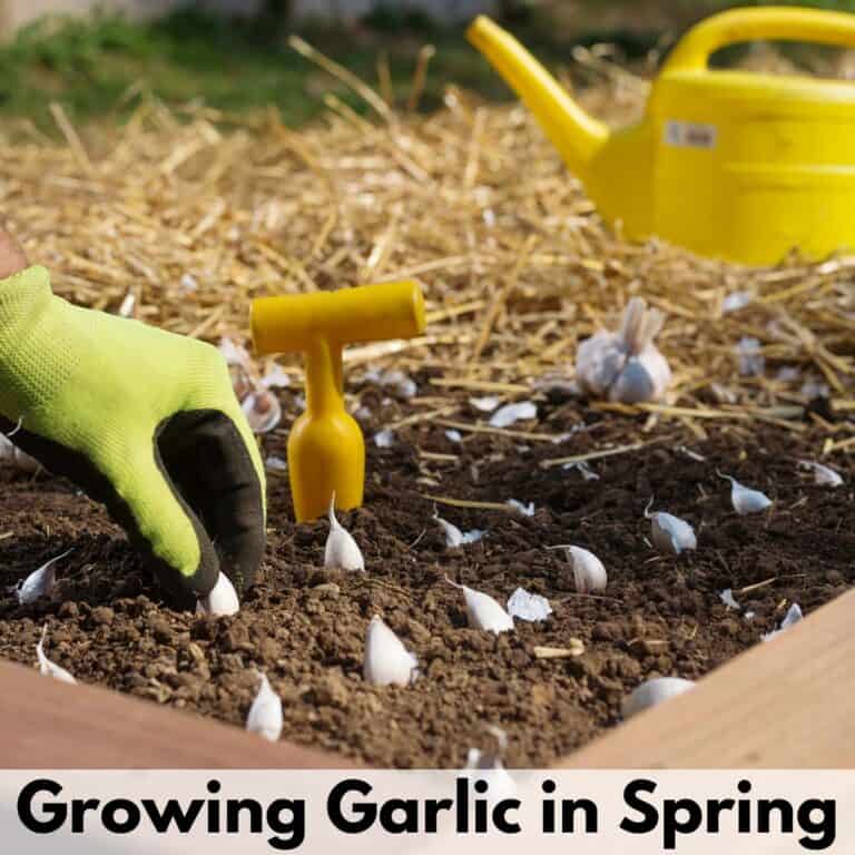 Text overlay "growing garlic in spring" over a gloved hand planting garlic cloves in a raised bed