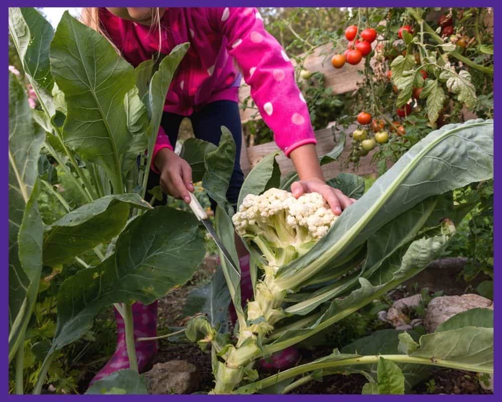 A child harvesting a head of cauliflower while wearing a pink shirt and pink rain boots
