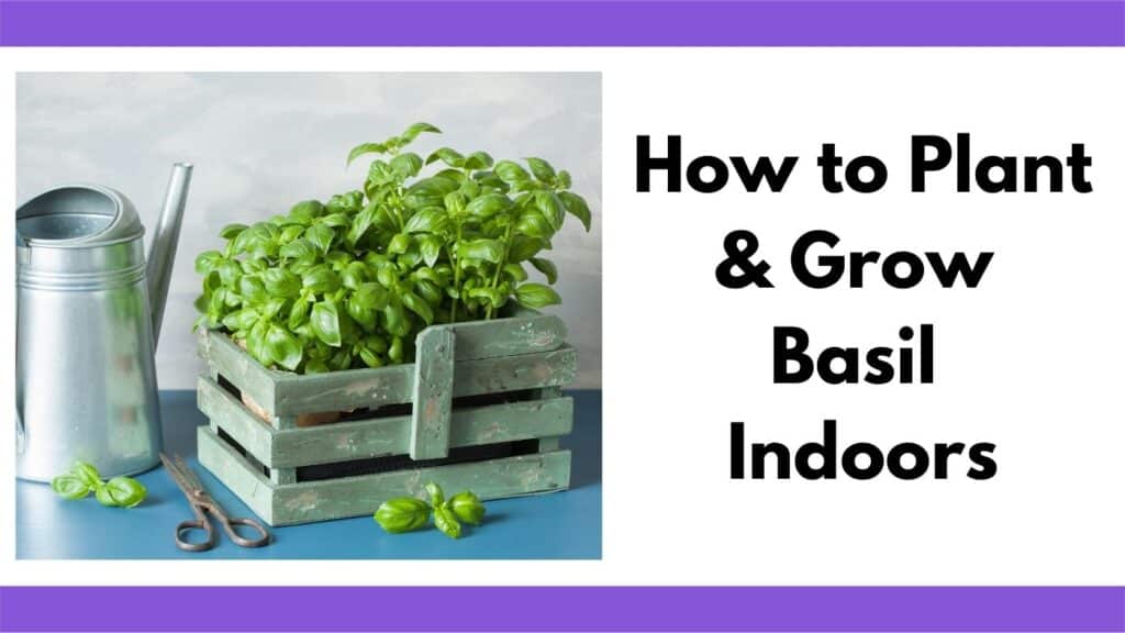 Text "how to plant and grow basil indoors" next to a picture of two small potted basil plants in a cute crate with a small metal watering can