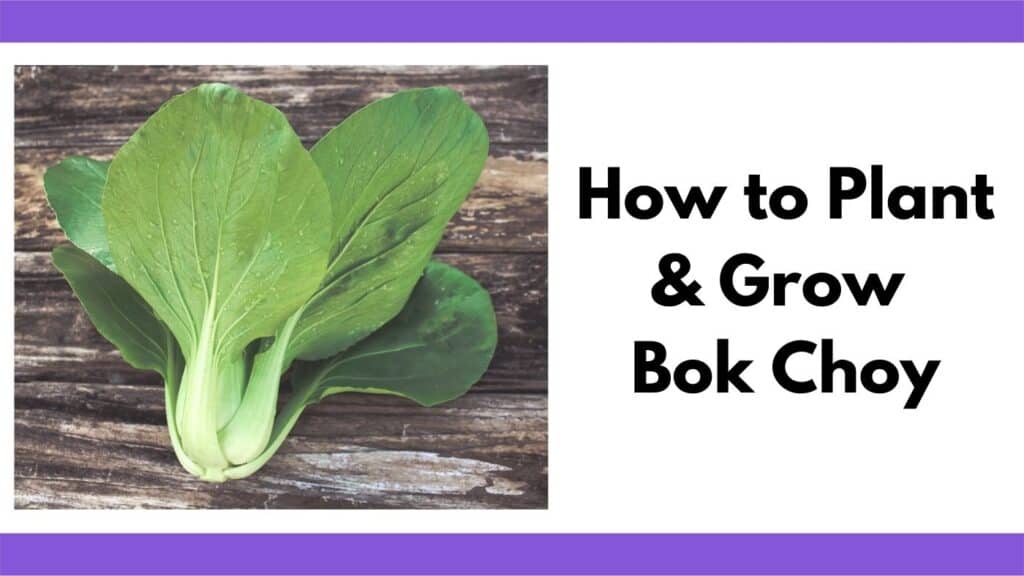 Text "how to plant and grow bok choy" next to a picture of a harvested bok choy head on a wood deck