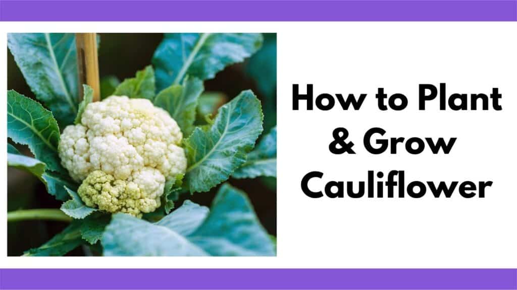 Text "how to plant and grow cauliflower" next to a close up of a cauliflower plant growing