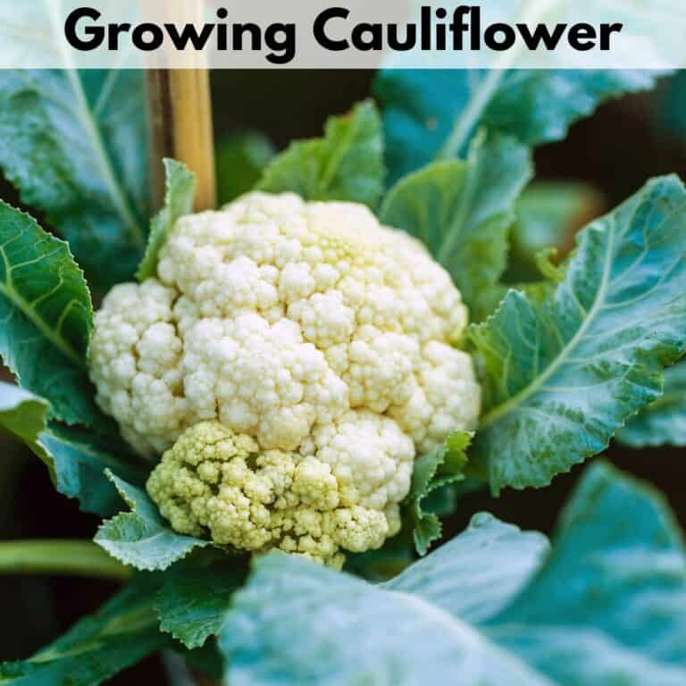 Text overlay "growing cauliflower" over a picture of a white cauliflower growing