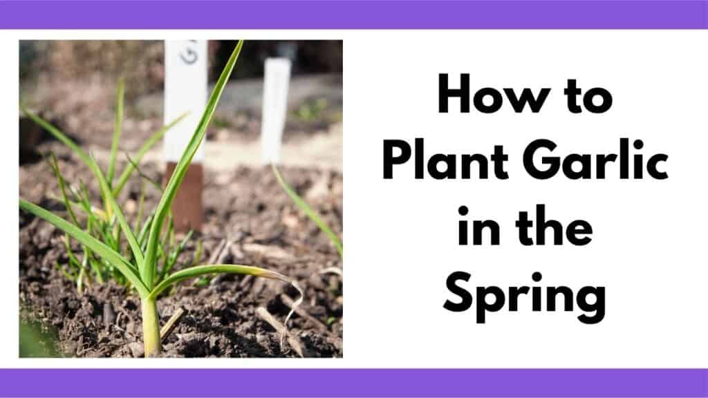 Text "how to plant garlic in the spring" next to a garlic plant in a raised bed.