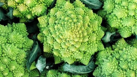 Image for Romanesco Cauliflower