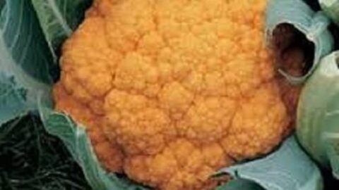 Image for Cheddar Orange Cauliflower