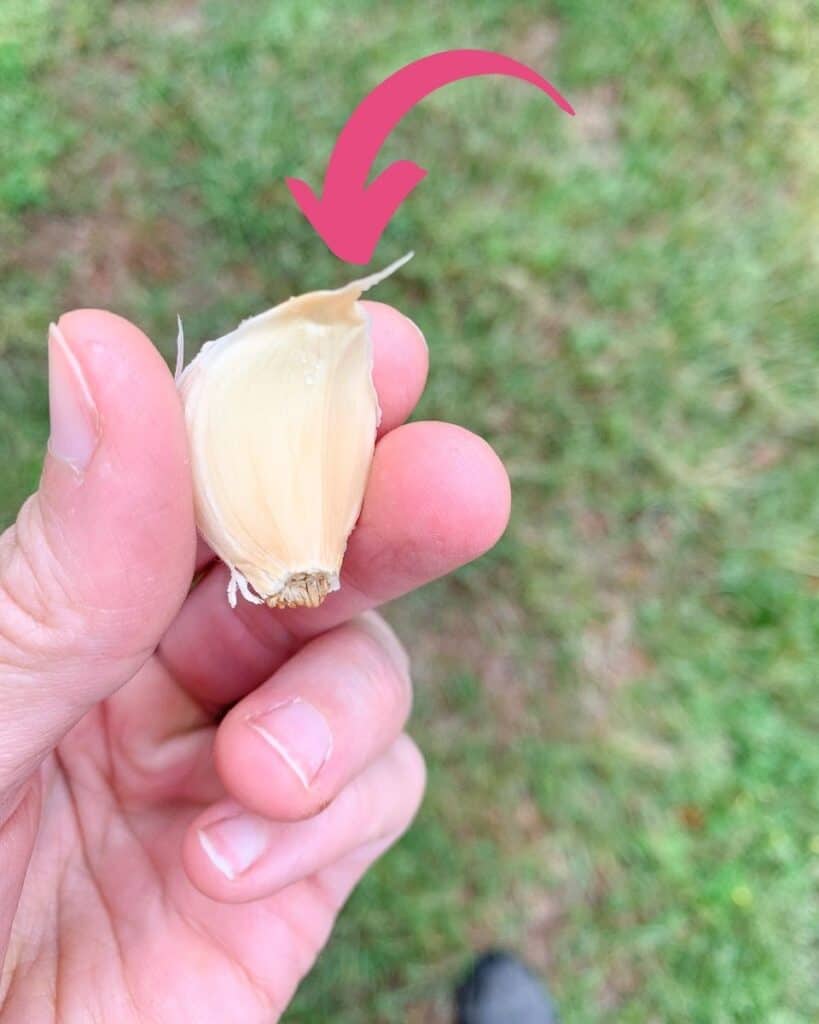 A woman's and holding a clove of garlic with a pink arrow at the pointing "up" end for planting.