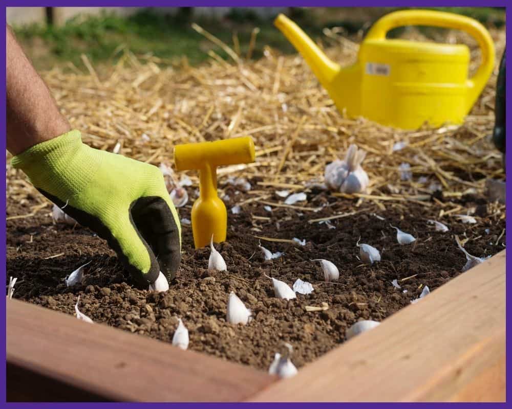 A gloved hand placing garlic cloves in a raised bed.