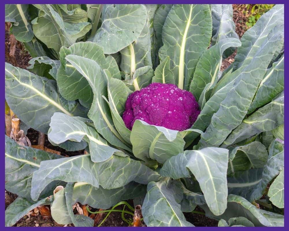 A bright purple head of cauliflower growing in a garden. 