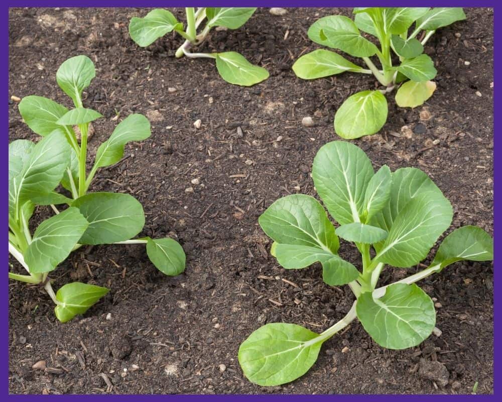 young bok choy plants growing in a garden