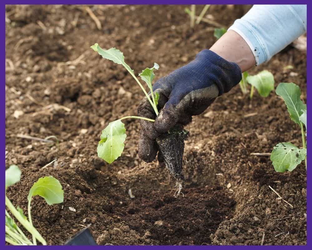 A woman's gloved hand transplanting a cauliflower seedling into the ground