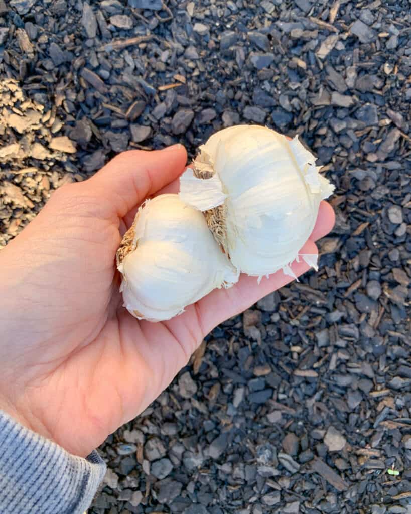 A hand holding two bulbs of garlic over a garden bed