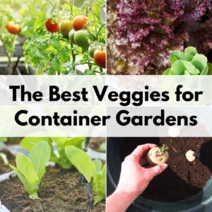 Text "The best veggies for container gardens" over a 2x2 image collage with: tomatoes, red lettuce, lettuce seedlings, and a hand holding a sprouted potato