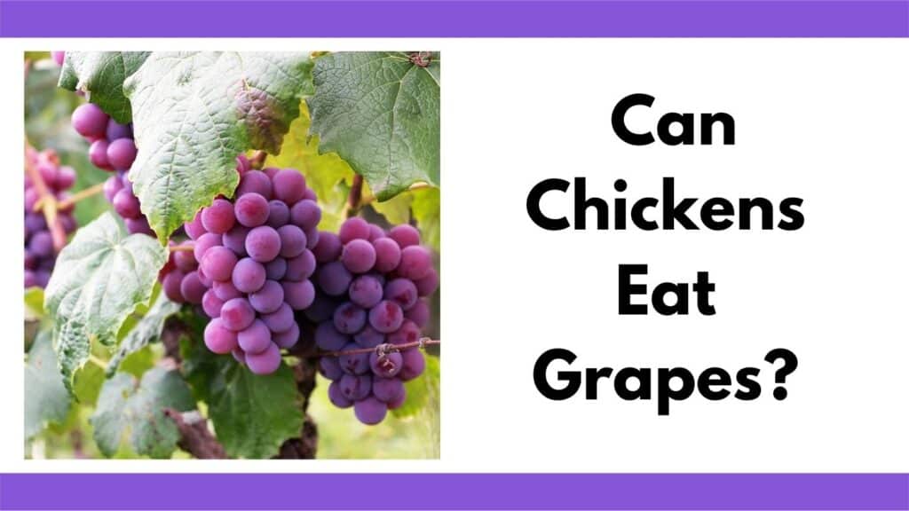 Text "Can chickens eat grapes? next to red gapes growing on a vine