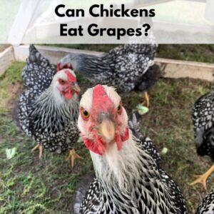 Text overlay "Can chickens eat grapes?" Over a picture of four hens in a chicken tractor