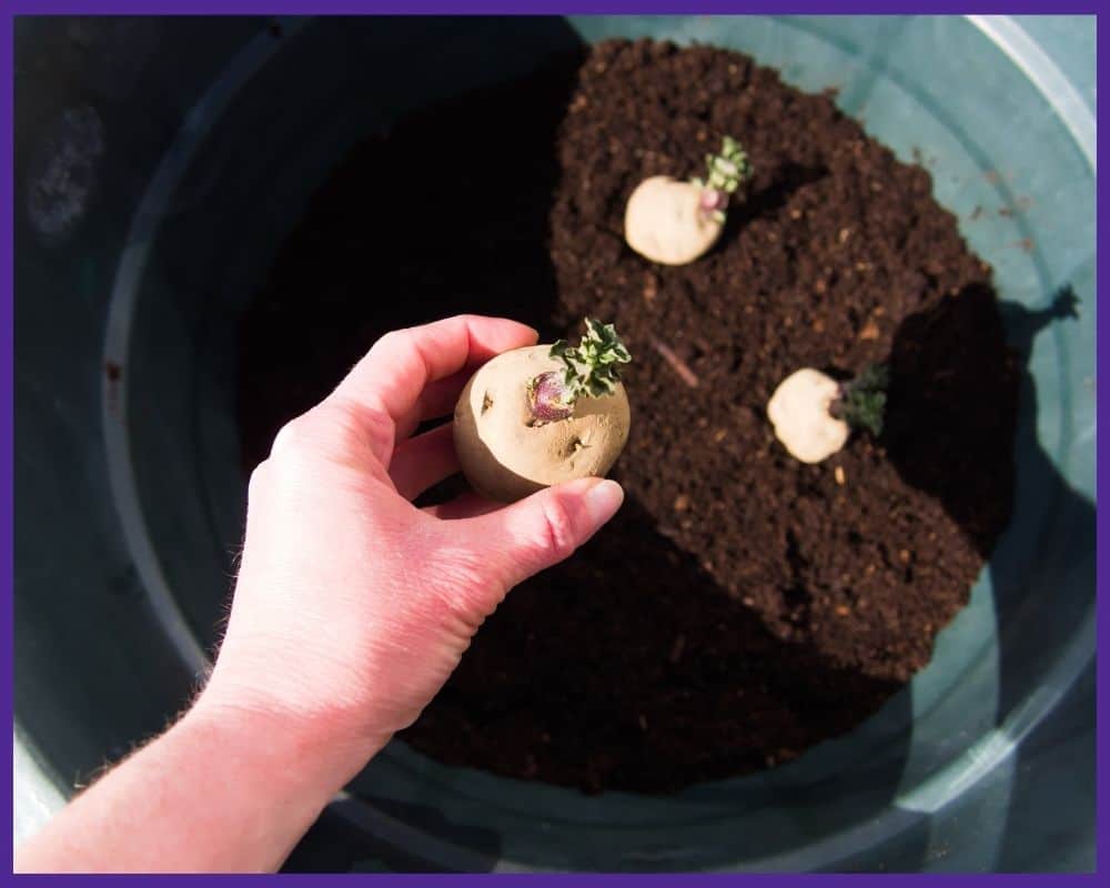 A hand holding a sprouted potato and preparing to add it to a trash can with soil and two other potatoes.