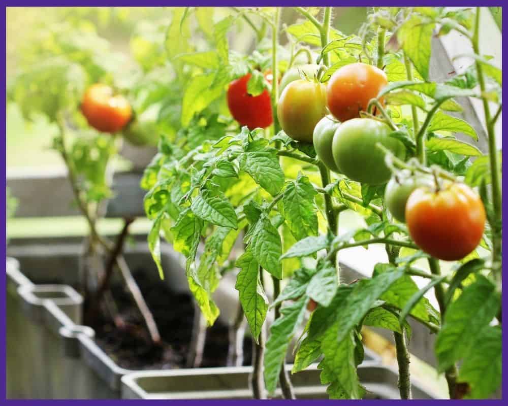 Container tomato plants with a mix of red and green fruits