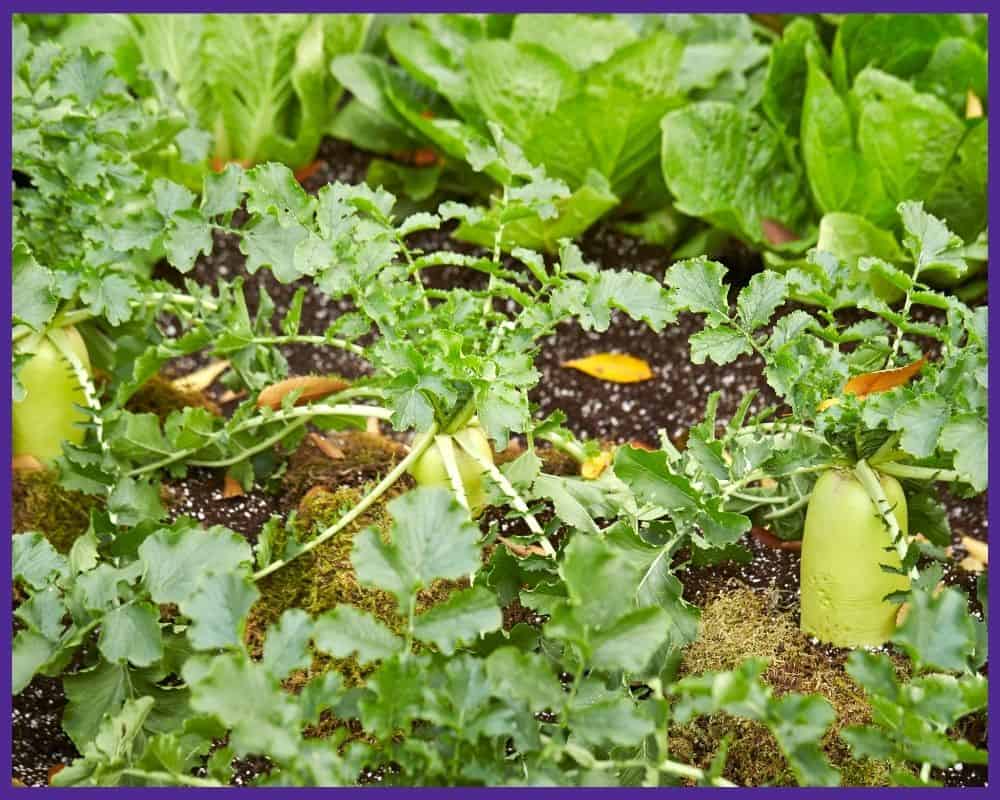 Daikon radish growing in a garden beside lettuce