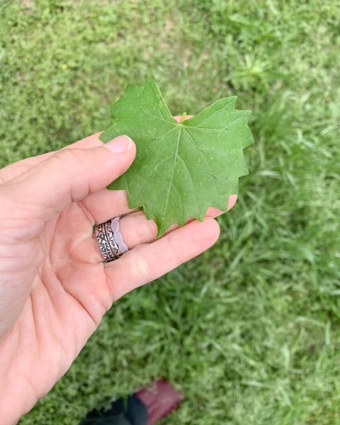 A woman's hand holding a small grape leaf.