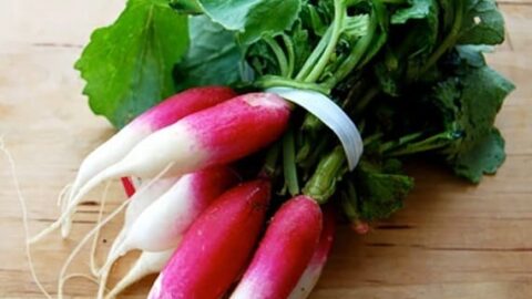 Image for French Breakfast Radish Heirloom Seeds