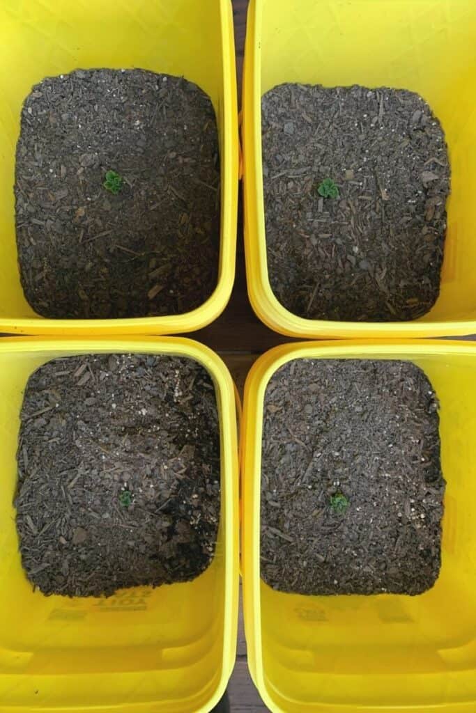 Four yellow kitty litter buckets with newly sprouted potato plants