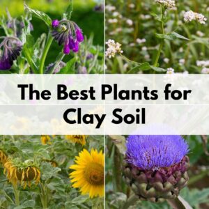 Text overlay "the best plants for clay soil" over a 4 image collage with flowering comfrey, buckwheat, sunflowers, and artichoke