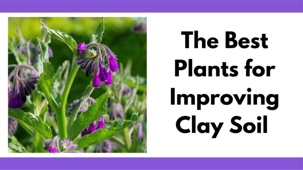 Text "The best plants for improving clay soil" next to a picture of blooming comfrey with small purple flowers