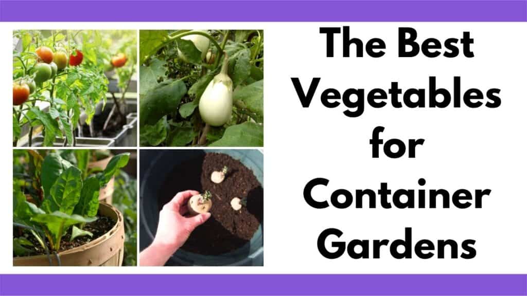Text "the best vegetable for container gardens" next to a 2x2 image grid with: tomatoes in containers, small eggplant, chard in a container, and potatoes being planted in a large container