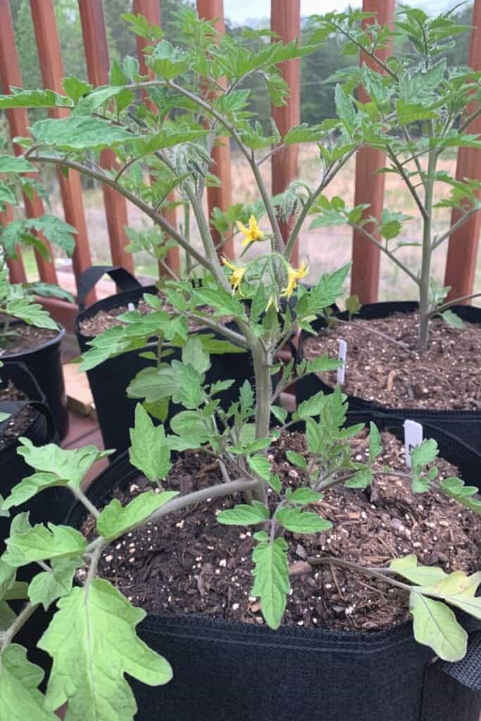Tomatoes growing on a porch in black grow bags.